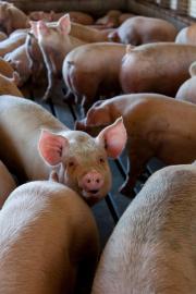 WC pig owners urged to heighten biosecurity to contain swine fever