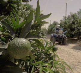 R2 million to help agricultural sector suppress pest affecting export crops