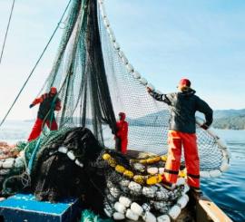 Government increases fish allocation by 36%